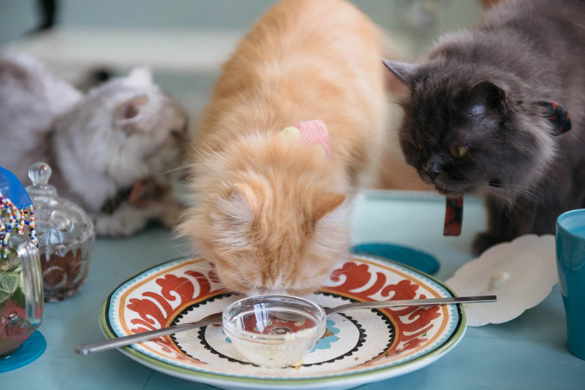 Bali, Indonesia - Cat Cafe, Medicine Man, and Luwak Coffee