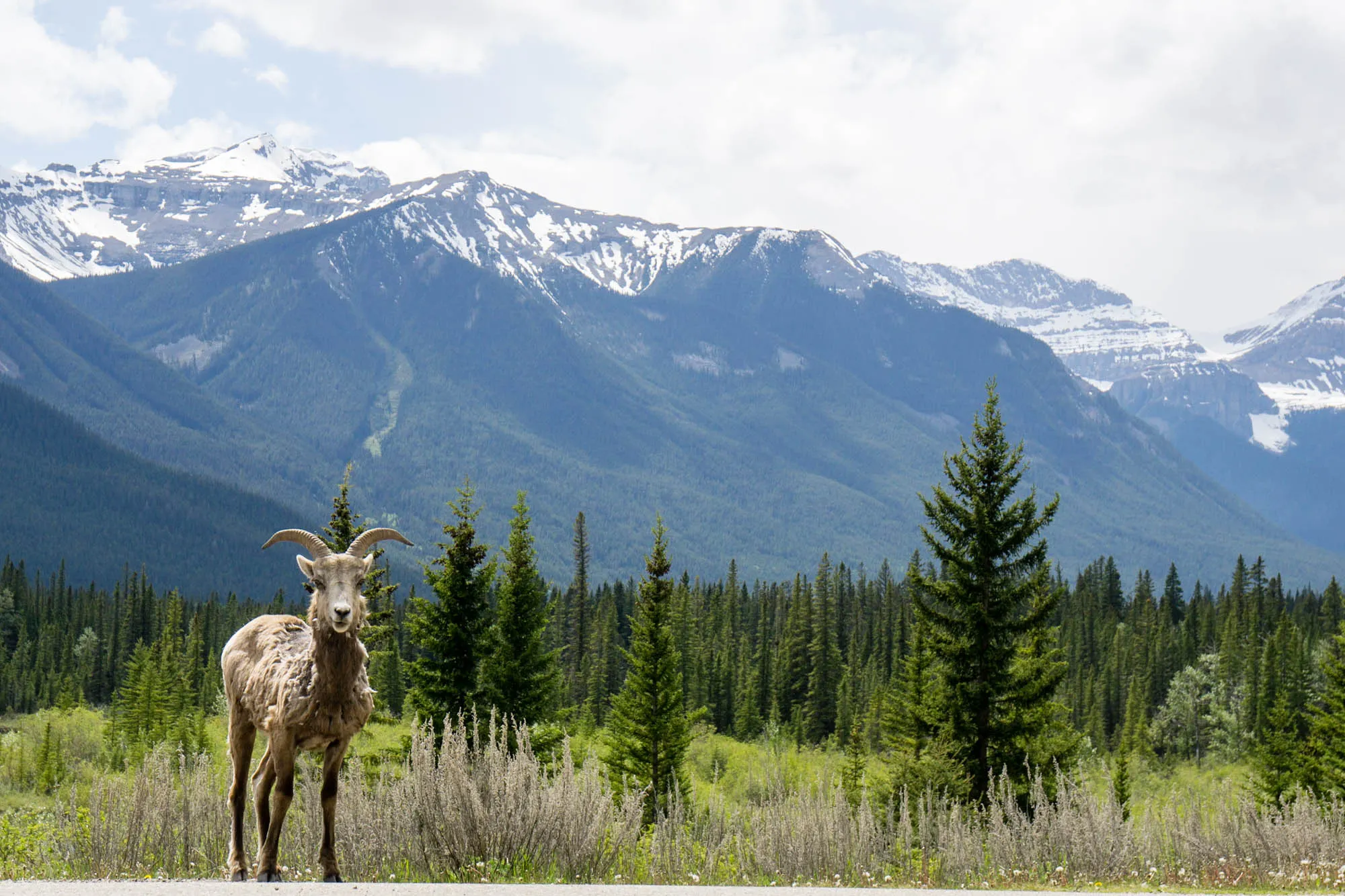 Banff, Our Canadian Road Trip