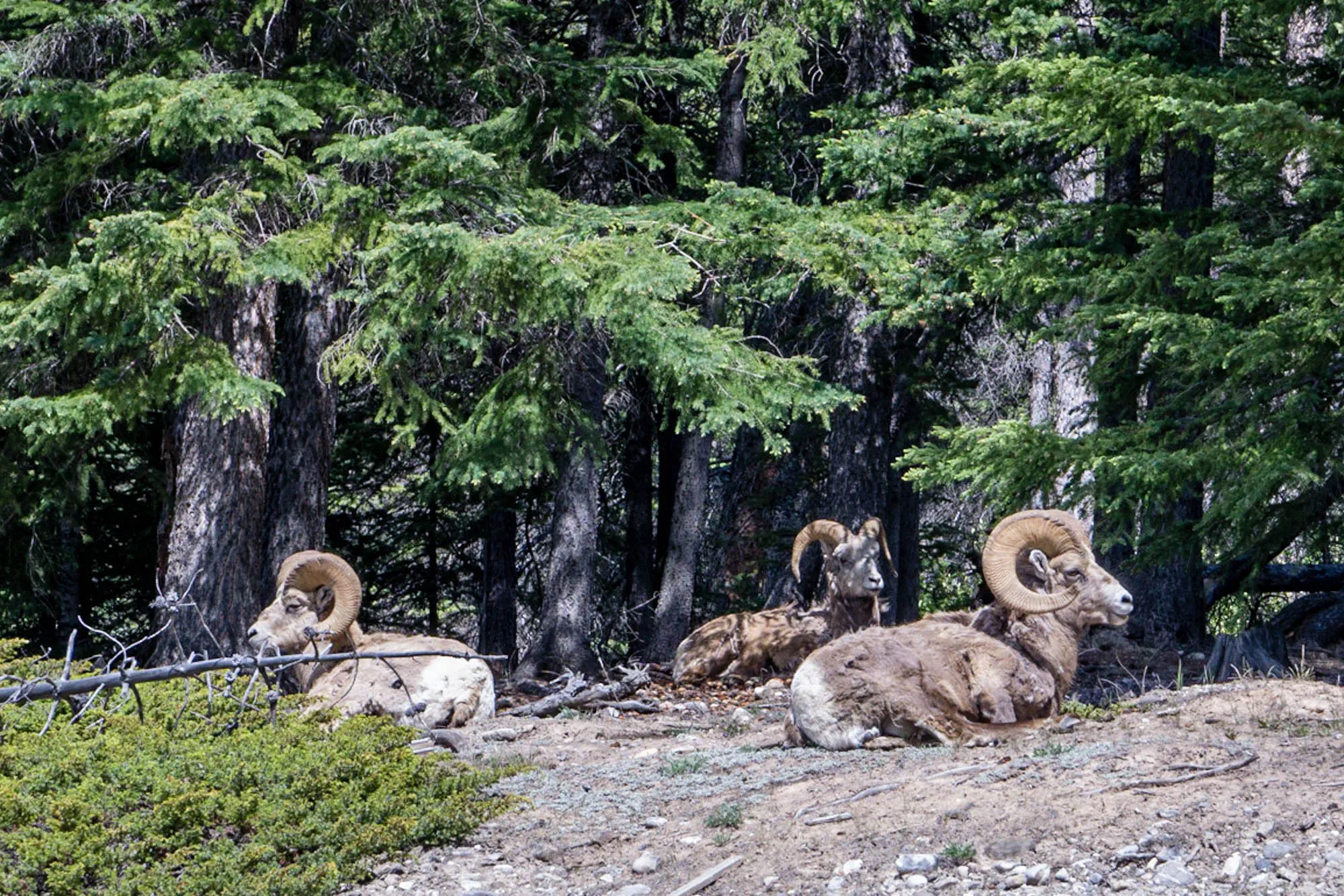 Banff, Our Canadian Road Trip