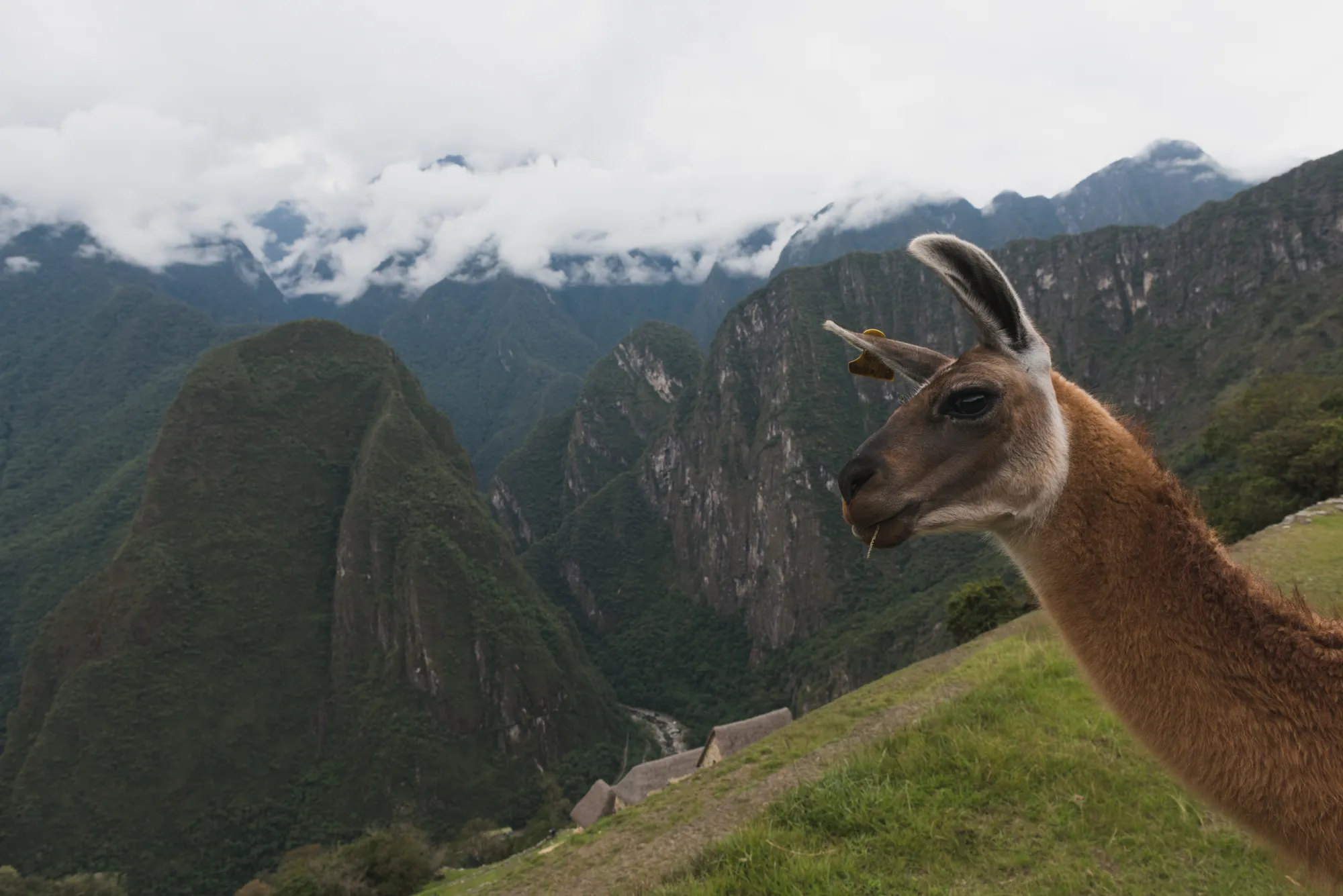 Machu Picchu, Peru