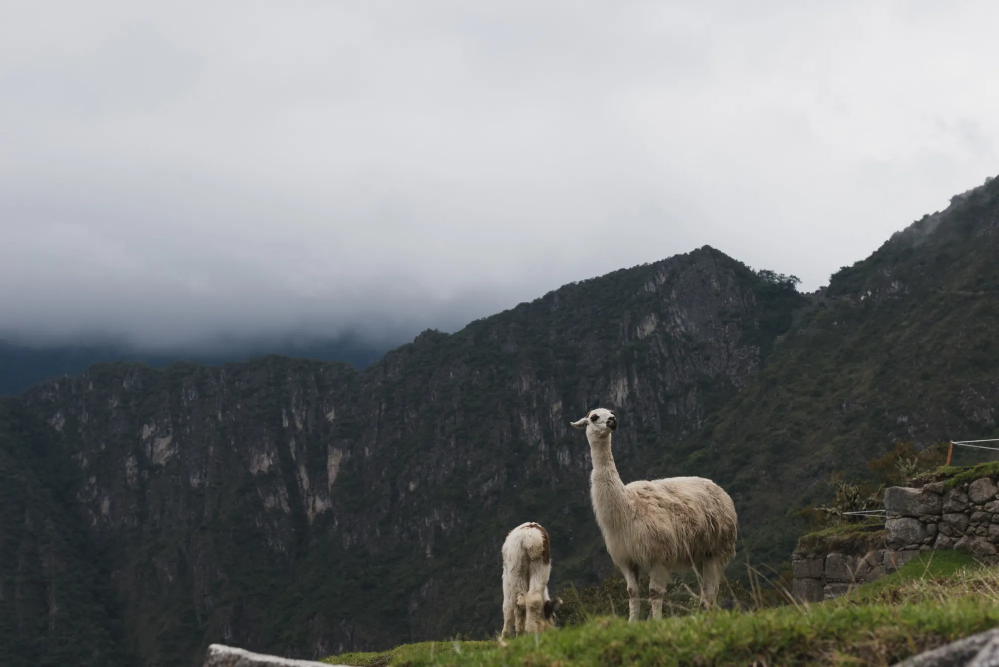 Machu Picchu, Peru