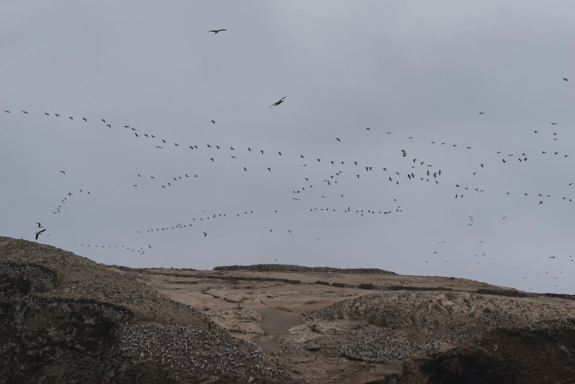 Paracas and Ballestas Islands, Peru