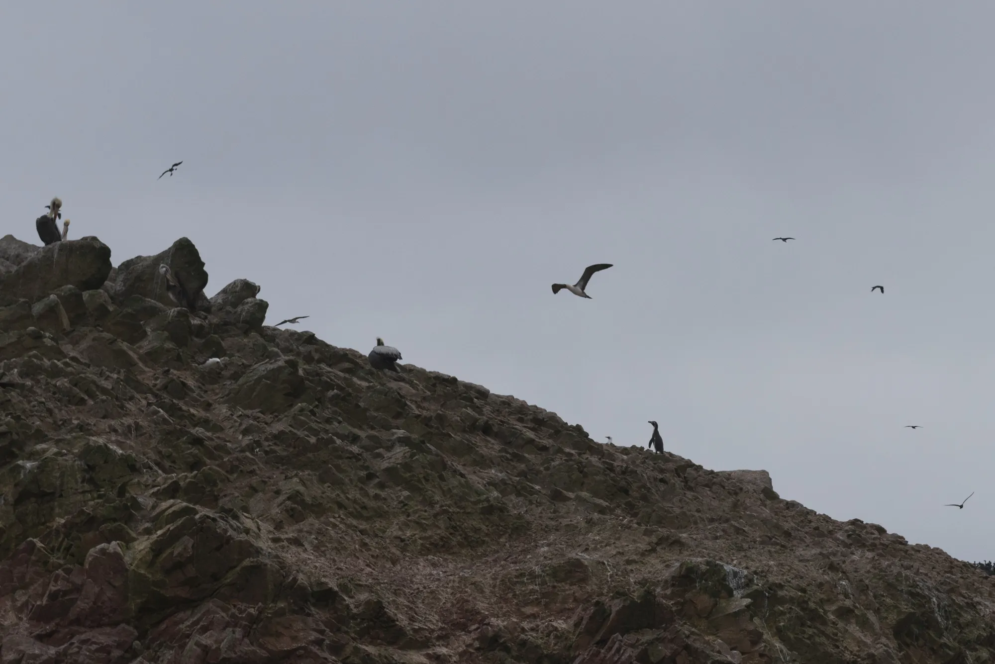 Paracas and Ballestas Islands, Peru