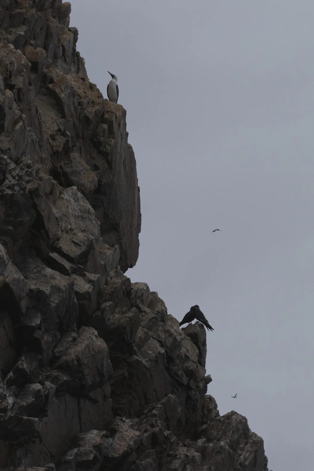 Paracas and Ballestas Islands, Peru