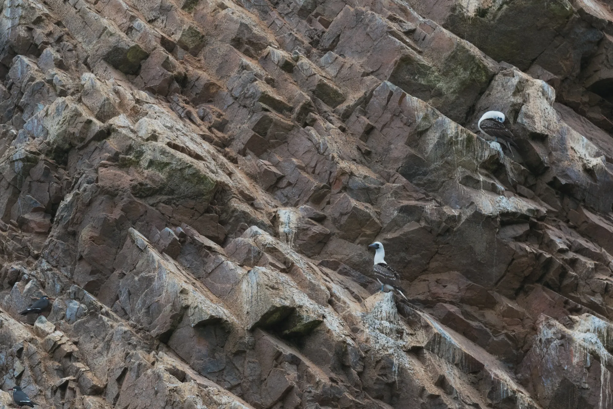 Paracas and Ballestas Islands, Peru