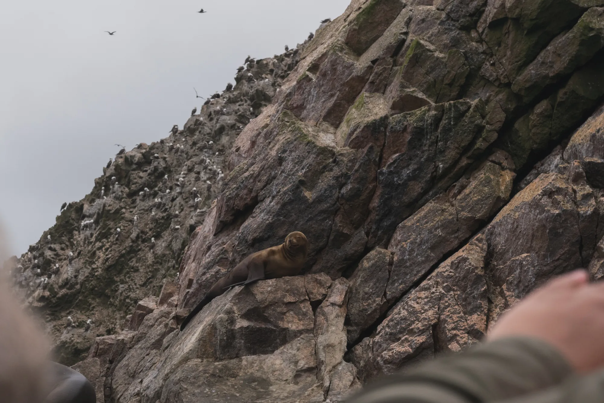 Paracas and Ballestas Islands, Peru