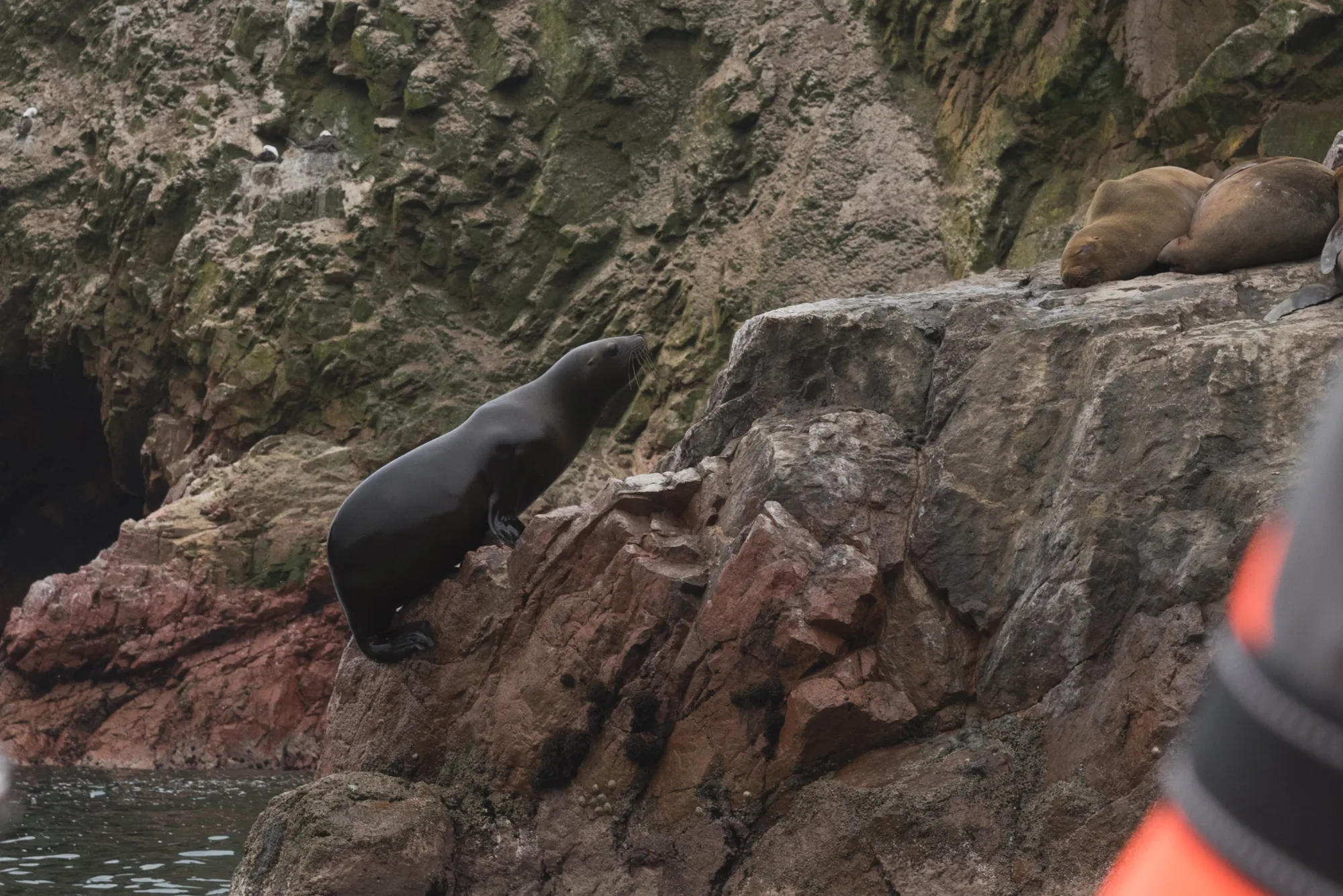 Paracas and Ballestas Islands, Peru