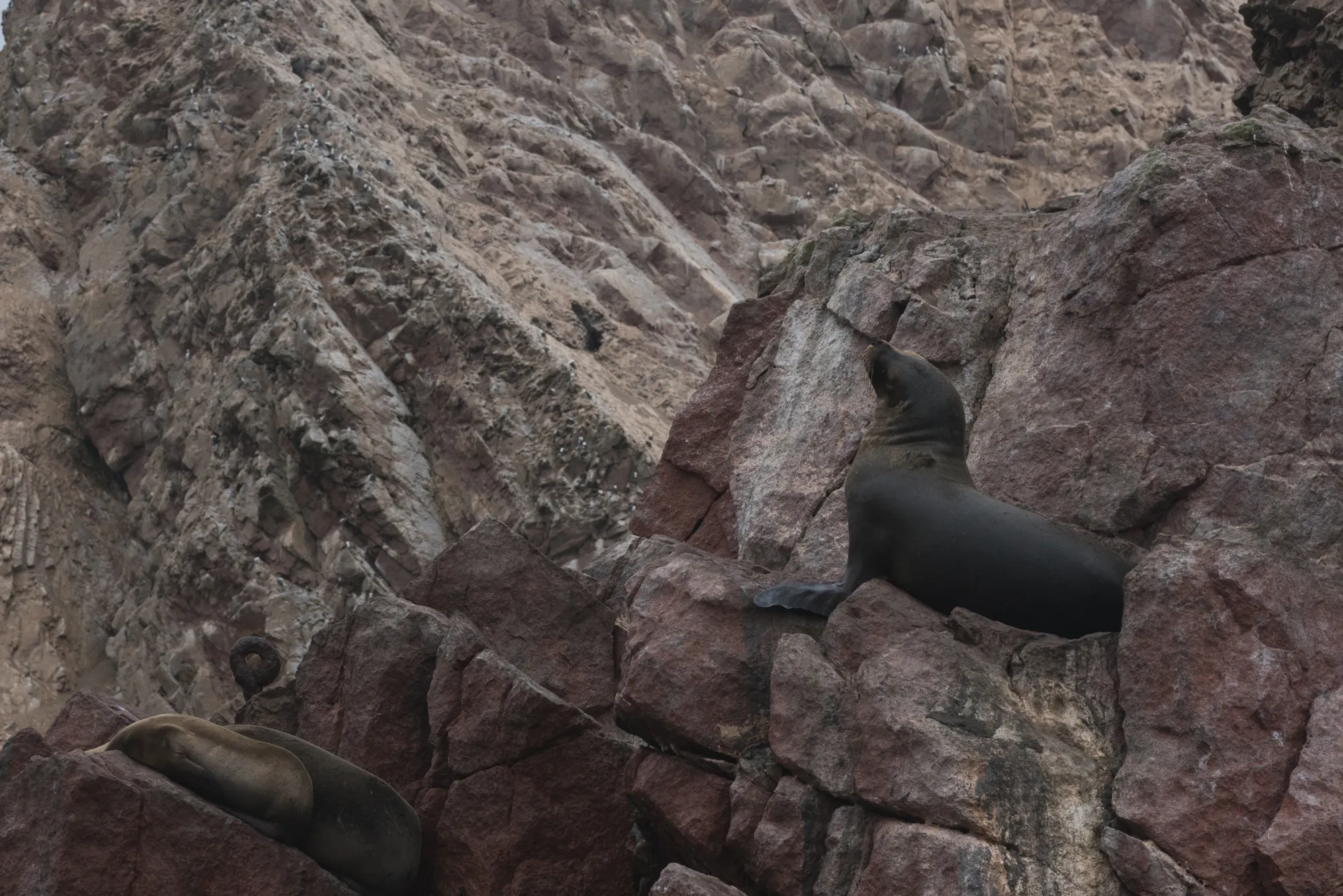 Paracas and Ballestas Islands, Peru