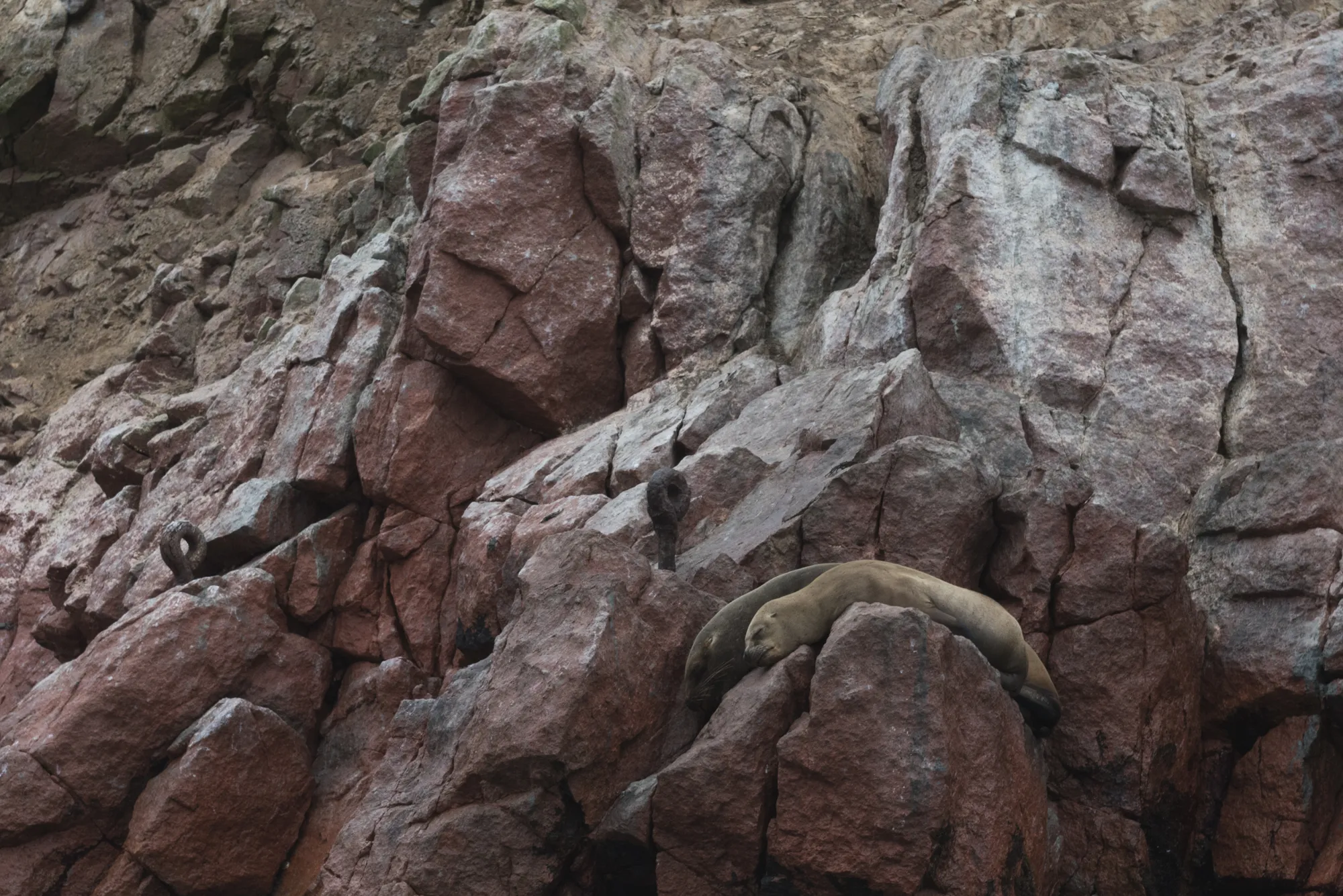 Paracas and Ballestas Islands, Peru