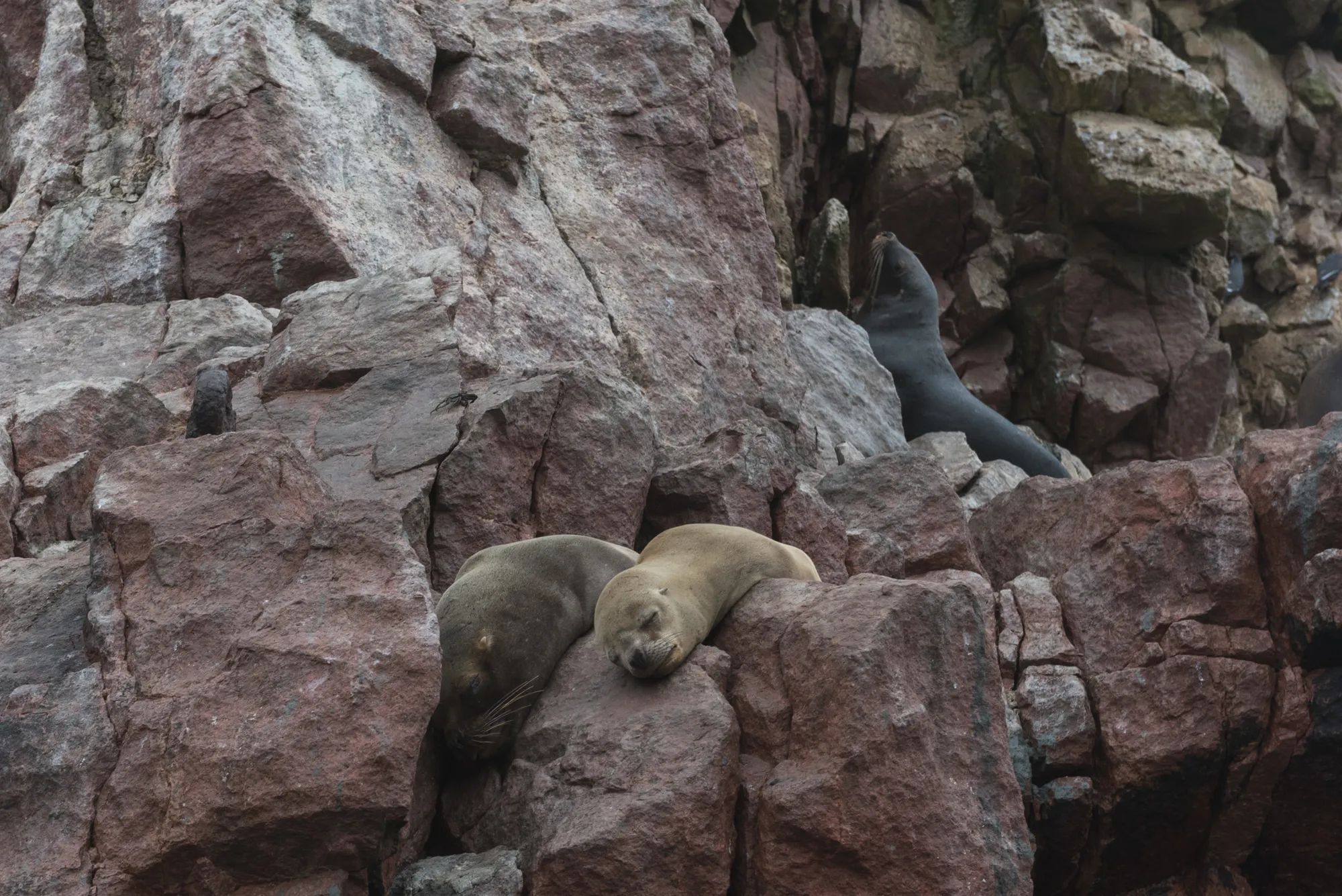 Paracas and Ballestas Islands, Peru